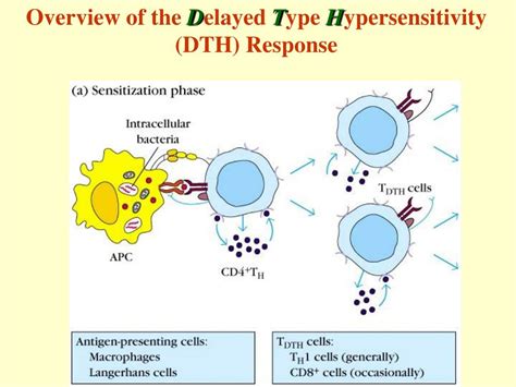 Ppt Chapter 14 Cell Mediated Effector Responses Powerpoint