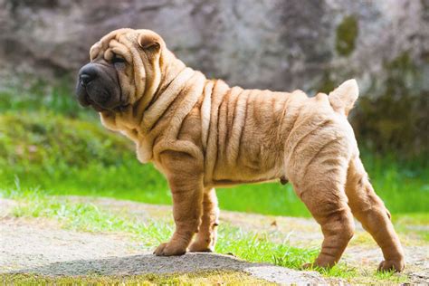 How Much Is A Shar Pei Dog