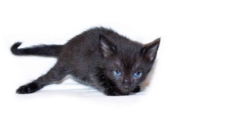 Black Cat Breeds With Blue Eyes Do They Actually Exist