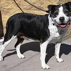 American rescue dog, brick, nj age, size, sex, breed Pictures of Grandma a American Bulldog for adoption in ...