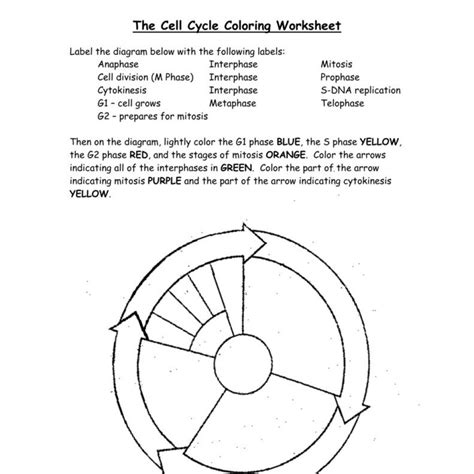 During cell division in apical meristem, the nuclear membrane appears in. 34 Cell Division Mitosis And Cytokinesis Worksheet Answers - Worksheet Resource Plans