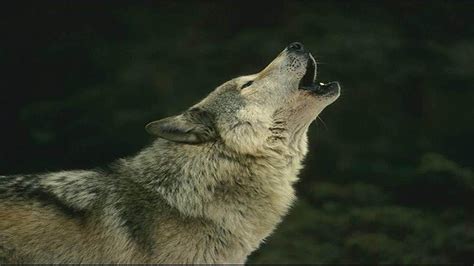 Wolf Full Hd Wallpaper And Background Image 1920x1080
