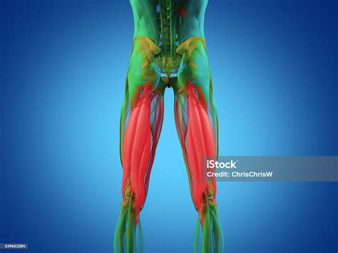 Photo Libre De Droit De Groupe Musculaire Ischiojambier Système
