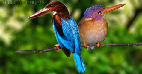 Burung cendrawasih adalah kelompok burung yang masuk dalam anggota keluarga paradisaeidae dan ordo passeriformes. Keunikan Burung Raja Udang