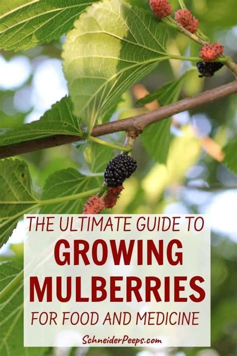Growing A Mulberry Tree And How To Use Mulberry Leaves Branches And