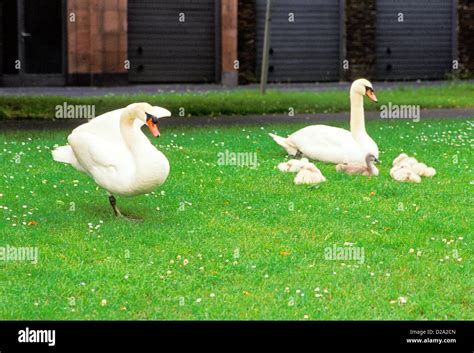 Germany Mosel Valley Cochem Swans With Cygnets Hi Res Stock Photography