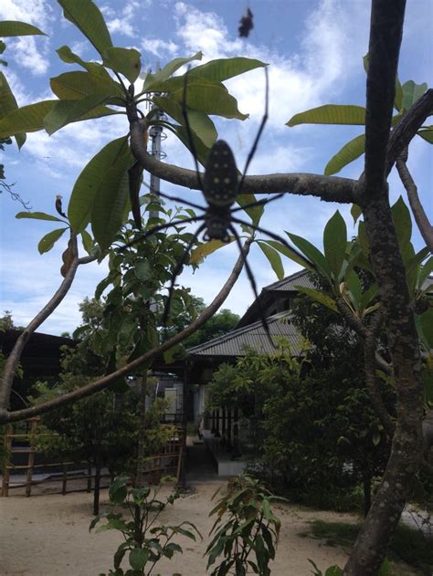 Ewwwwwww | Bali, Plants