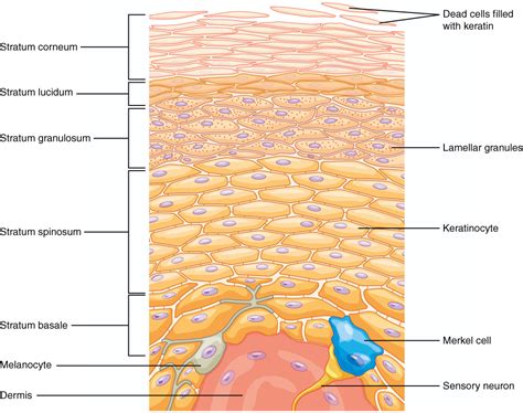 Structure And Function Of Skin Biology For Majors Ii