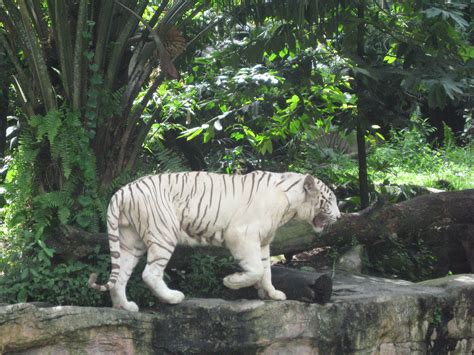 Filewhite Tigers Singapore Zoo 6 Wikipedia The Free Encyclopedia