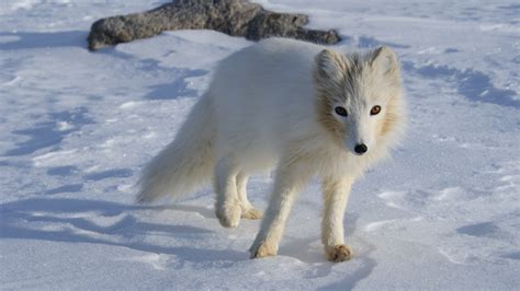 Fileterianniaq Qaqortaq Arctic Fox Wikimedia Commons