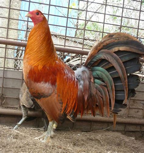 Check spelling or type a new query. red quill gamefowl farm | This bird IS NOT for sale. You ...