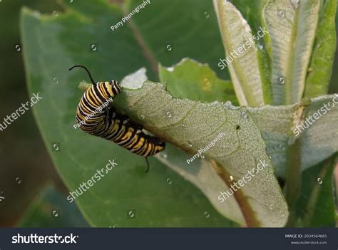 Monarch Caterpillar Eating Milkweed Plant Stock Photo 2034564665