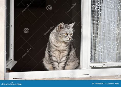 Gray Tabby Cat Looking Out The Window Stock Image Image Of Mammal