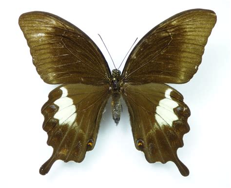 Papilio Fuscus Ssp Fuscus Female Aureus Butterflies And Insects