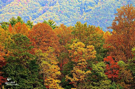 Pin by Brynnlea Pierce on MOUNTAINS ARE CALLING | Great smoky mountains, Smoky mountains, Mountains