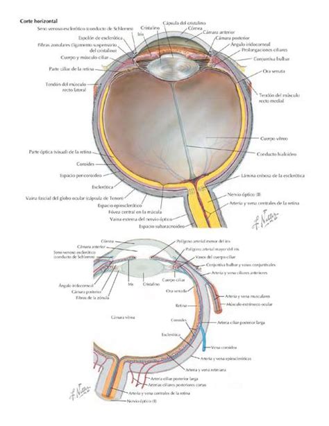 Anatomia del ojo Anatomía del ojo Anatomía uDocz