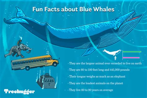 Blue Whale Coccodrillo Ee