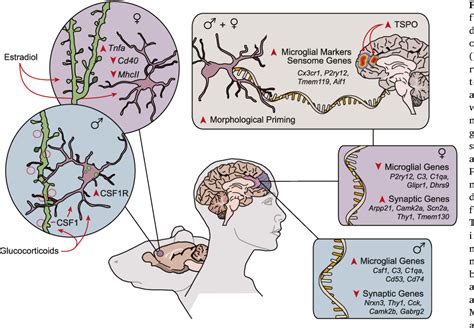 Figure 2 From Uncovering Microglial Pathways Driving Sex Specific Neurobiological Effects In