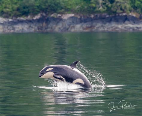 Porpoising Killer Whale Vancouver Island British Columbia Jens