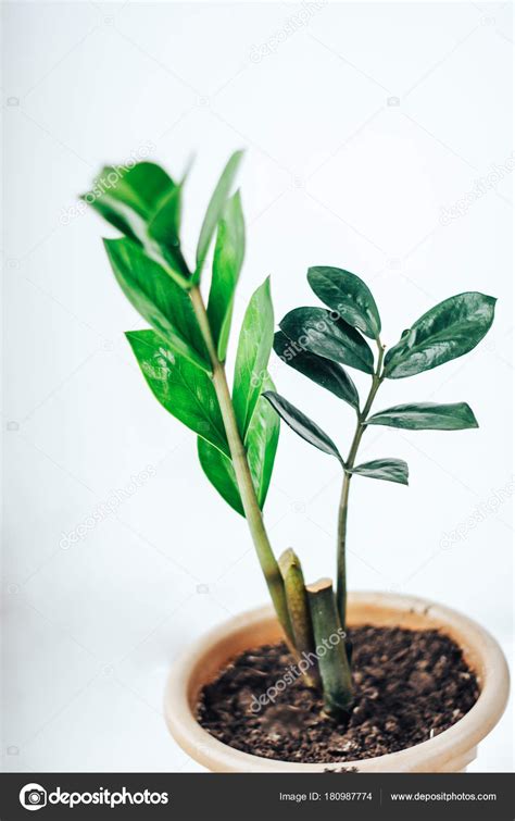 Le piante di questa famiglia crescono nelle zone tropicali e in quelle temperate, dove quelle con frutti commestibili sono state tra le prime piante coltivate sia nel vecchio che nel nuovo mondo. Piante Da Interno Con Foglia Palmata : Piante e fiori ...