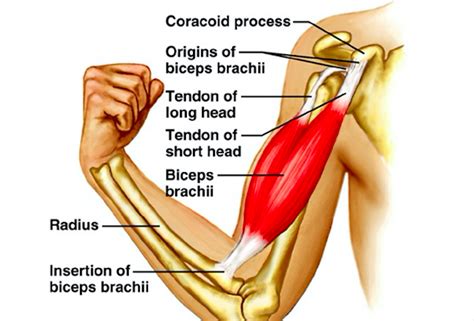 Biceps And Triceps Tendon Rupture Core Em