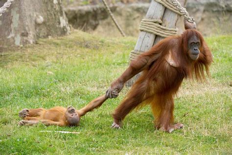 Orangutan Mom At Belgium Zoo Deals With Babys Tantrum