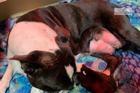 Boston terrier puppies missouri akc. Poppys Boys: Boston Terrier puppy for sale near Kansas City, Missouri. | 5f452a5f-fd71