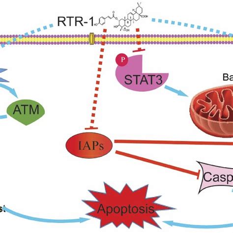 Schematic Model For The Ability Of Rtr 1 To Induce Cell Cycle Arrest