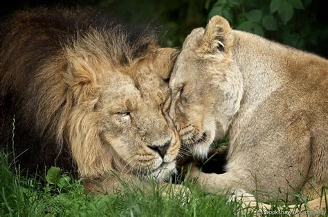 Beautiful Cats Animals Beautiful Cute Animals African Lion African