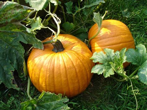 Planting And Growing Pumpkins Pumpkin Types To Try Hgtv