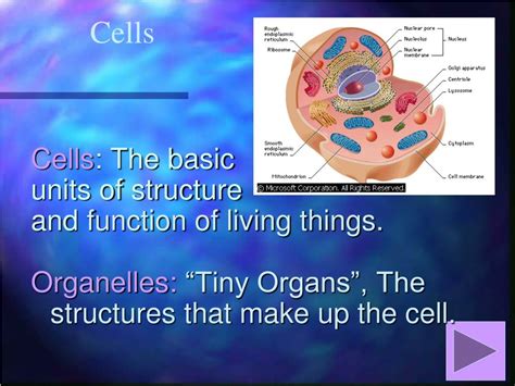 Ppt Cells Tissues And Organ Systems Powerpoint Presentation Free