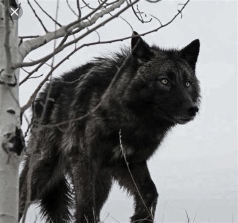 Little Black Wolf Klaus Mikaelson 2