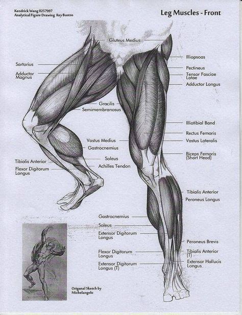 Musculos De Las Piernas Leg Anatomy Anatomy Poses Anatomy Study