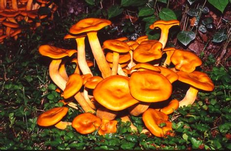 Falls Surprising T Mushrooms The Roanoke Star News