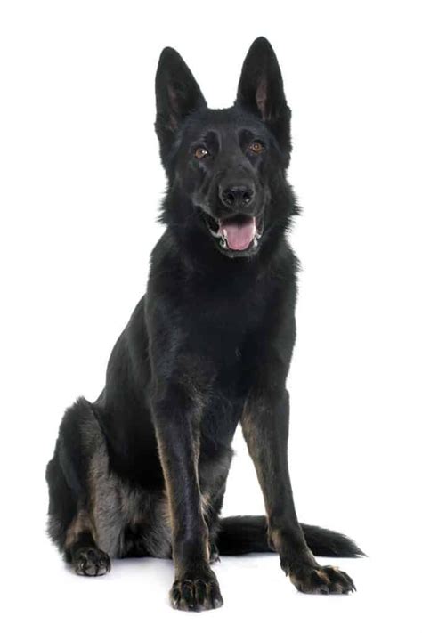 Black German Shepherd Complete Breed Guide 2021 Black German