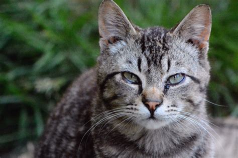 The Feral Life #Compassion Cats: Lil Gray Tabby Cat