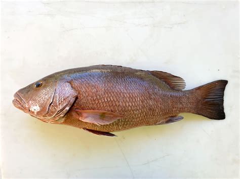Fish Of Florida Atlantic Cubera Snapper Lutjanus Cyanopterus Species