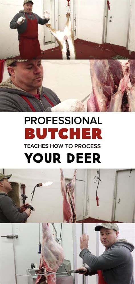 A Professional Butcher Teaches How To Butcher A Whitetail Deer Homesteady