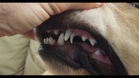 Do Puppies Lose Their Fang Teeth