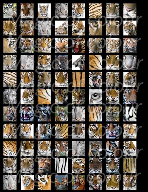 Digital Collage Of Tiger Illustrations 88 075x085 Inch  Etsy
