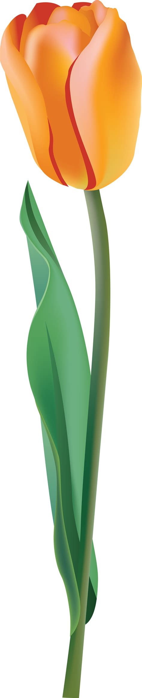 Tulip Png Image For Free Download
