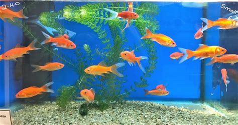 Accessories from alibaba.com and enjoy convenient products at low costs. Pet Shop Ripon Pet Shops Ripon North Yorkshire The Pet ...