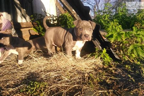 Pitbull bryanston, we have 4 x pure bred pitbull puppies. American Pit Bull Terrier puppy for sale near San Antonio, Texas. | 846cfe62-acb1