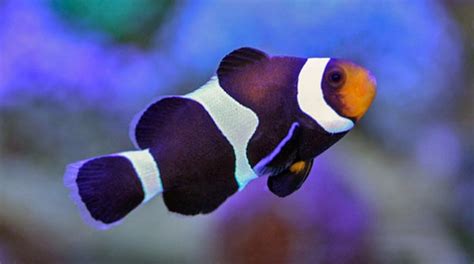 Buy Black And White Ocellaris Clownfish Saltwater Sale Vivid Aquariums