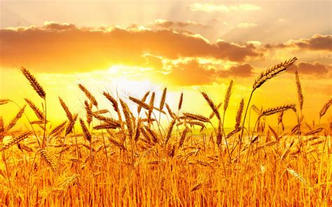 Wheat Field Sunset