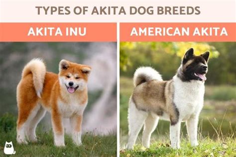 Types Of Akita Dog Breeds Akita Type Dog Characteristics With Photos