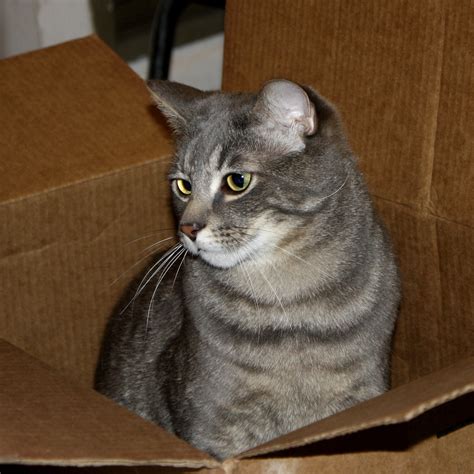 Gray Tabby Cat In Cardboard Box Picture Free Photograph