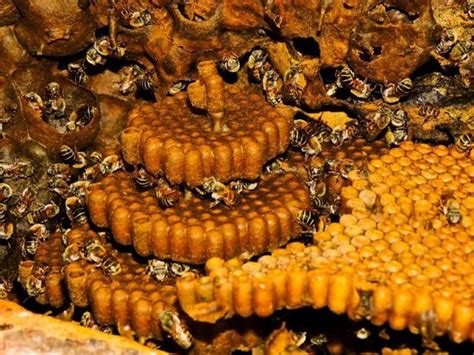 Stingless bee honey flavonoids, a group of natural substances with variable phenolic structures, are found in fruits, vegetables 8 Melipona Honey Health Benefits To Better Your Health ...