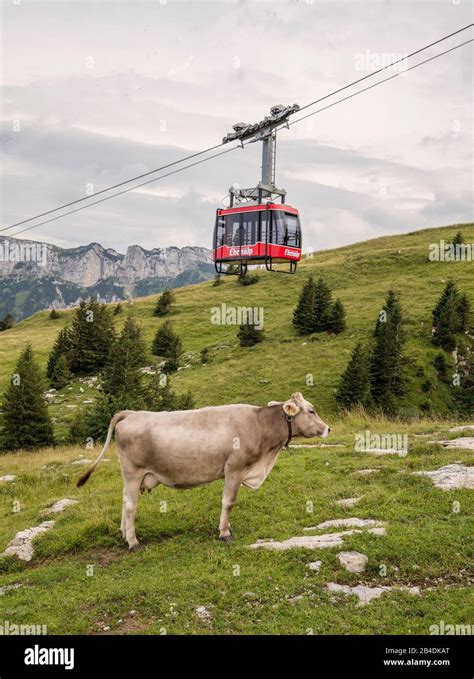 Appenzellerland Switzerland Alps Mountains Swiss Cow Cows Happy