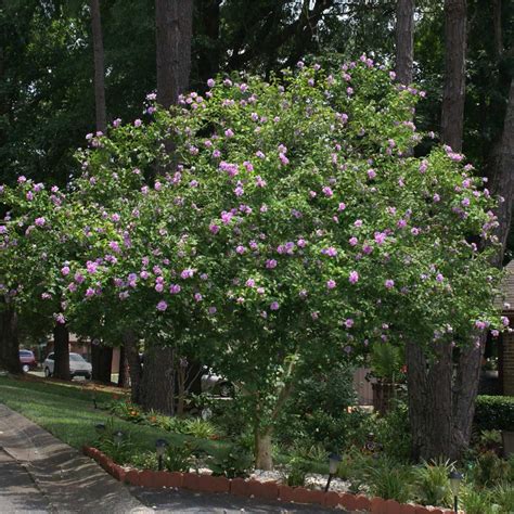 Lavender Rose Of Sharon Althea Trees For Sale